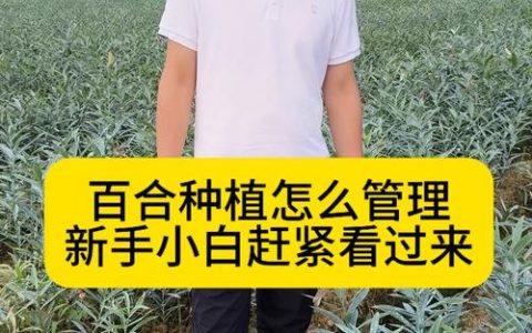 百合种子怎么种植？从播种到开花的完整指南