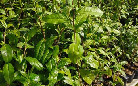 山茶苗多少钱一棵？规格、产地与季节如何影响报价？