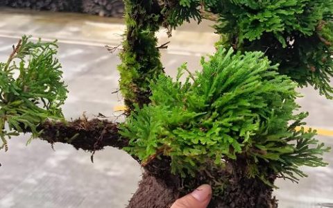 卷柏：九死还魂的卷柏科植物