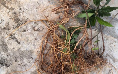 五指毛桃种植技术指南：避免亏惨的实操手册