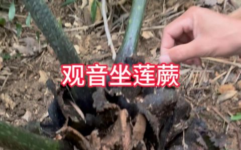 观音坐莲蕨是保护植物吗？附生蕨类与本土珍稀蕨类的区别解析