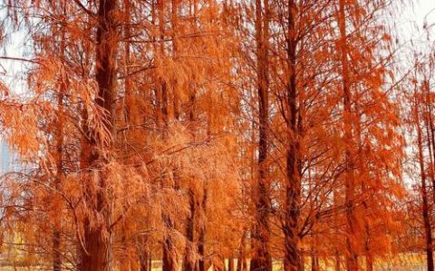水杉是国家一级保护植物吗？答案与种植全指南