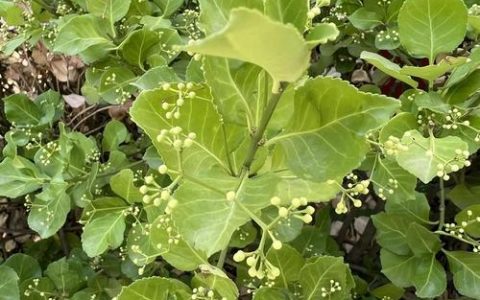 冬青卫矛的作用与用途全解析