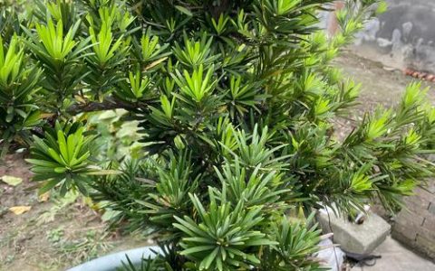罗汉松品种深度解析：米叶与雀舌，如何选择最适合你的那一款？