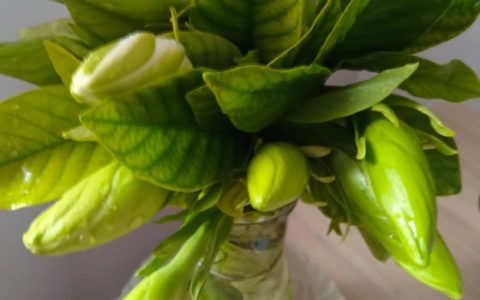 栀子花插瓶怎么养能开得久？家庭水养养护全攻略