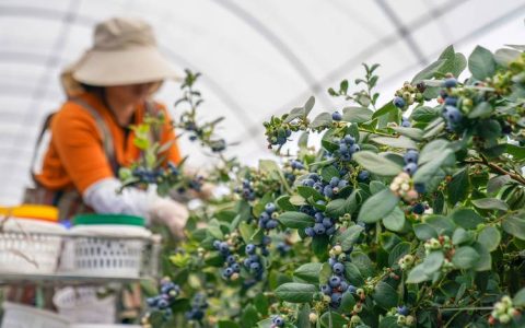 蓝莓产地全解析：哪里种植的蓝莓最好吃且最值得购买？