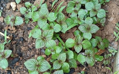 紫苏种子怎么种植？从催芽到收获的全程技术指南