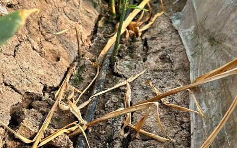 植物烂根死苗怎么办？专治根腐病的科学诊断与急救全攻略