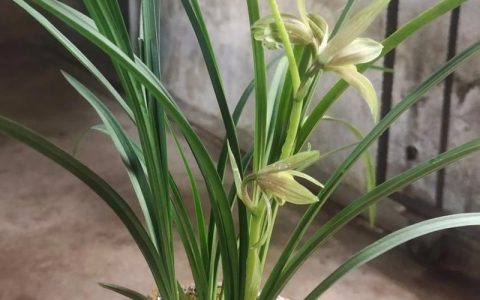 绿兰是什么品种的兰花？详解绿花蕙兰的科属与特征