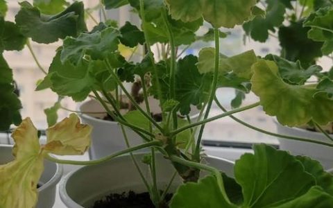 天竺葵叶子发黄干枯是什么原因？专家诊断与解决方案