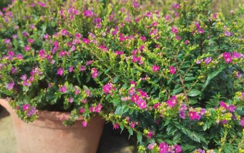 满天星是多年生植物还是一年生植物？园艺专家的种植指南