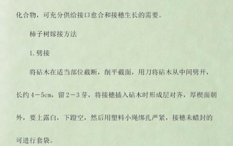 柿子树嫁接方法时间：最佳季节与操作全指南