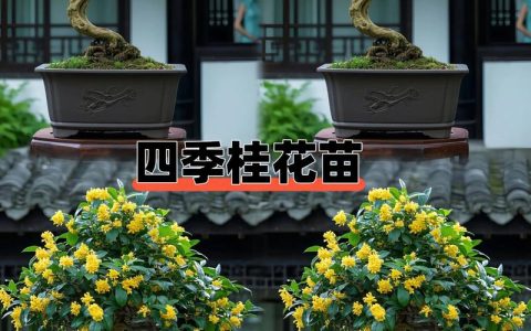 桂花树几月份移栽最好？秋季最佳，春季次之，掌握这7步成活率90%+