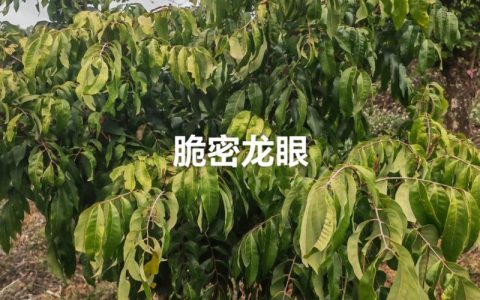 龙眼与荔枝杂交新品种对比分析及种植指南
