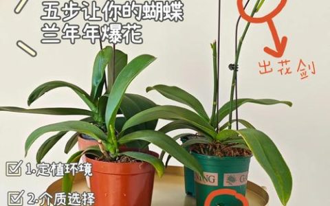 蝴蝶兰繁殖的五种方法图解：分株、花梗催芽与组织培养全解析