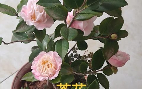 茶花一年开几次花？花期管理、促花技巧与全周期养护指南