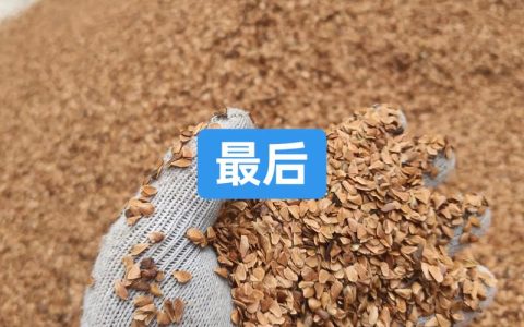 香椿种子怎么育苗？家庭与苗圃全流程技术指南