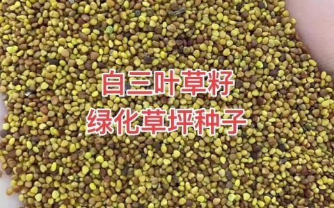 绿化草籽价格多少钱一公斤？品种、产地与采购量影响报价