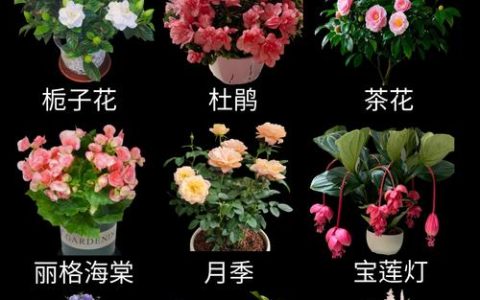 栀子花里全是黑色飞虫怎么办？3步彻底清除烟粉虱