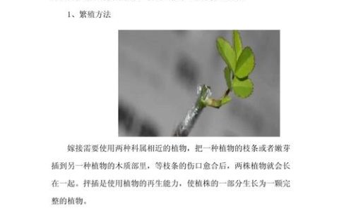扦插与嫁接的区别及选择指南