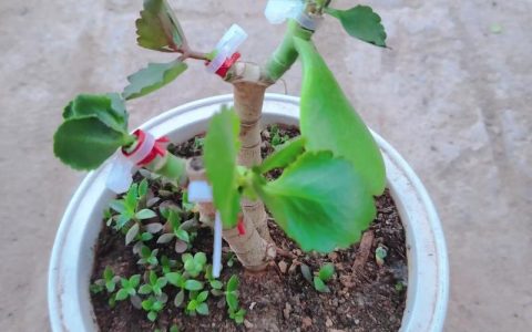 玉树嫁接技术指南：最佳砧木选择与操作全流程