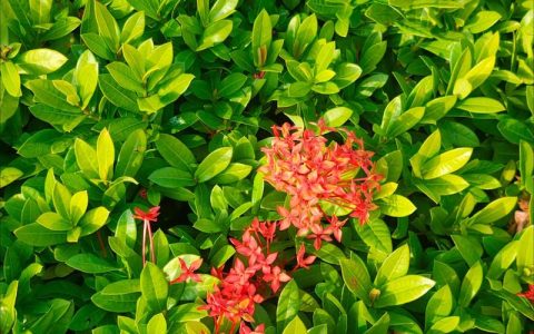 家里为啥不能养龙船花？科学解析与养护指南