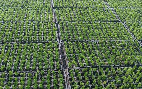 寻找离我最近的苗木基地：如何精准定位并选购优质苗木