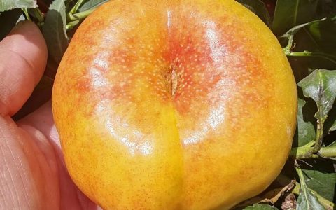 油蟠桃最好的三个品种对比：油蟠10号、美早油蟠与锦绣红油蟠深度解析