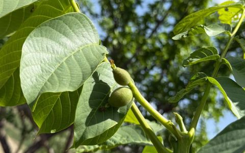 核桃树几年结果子？嫁接苗与实生苗的区别及高效种植指南