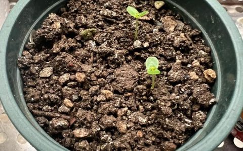 含羞草种子怎么种？从播种到成活的全流程种植指南
