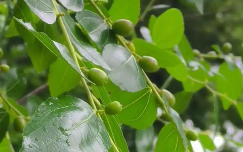 枣树只开花不结果怎么办？促花促果5大关键步骤详解