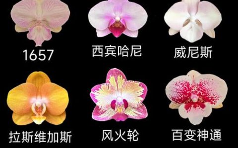 蝴蝶兰是兰花的一种吗？揭秘蝴蝶兰的植物学分类与养护真相