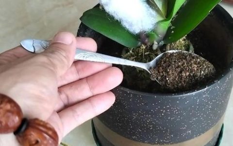 蝴蝶兰盆栽种植全攻略：普通土能用吗？附土壤调配与养护指南