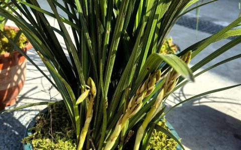 蕙兰：兰花茶的主要原料植物