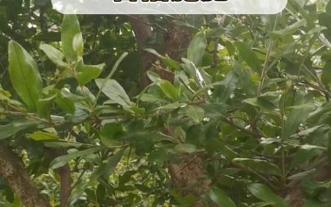石榴树种植全攻略：品种选择、施肥管理与产量效益分析