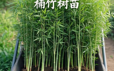 山东适合种什么大竹子？毛竹、早竹、紫竹种植全攻略