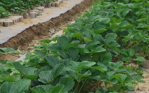 草莓秧怎么种植才容易活？家庭种植成活率100%的7个关键步骤