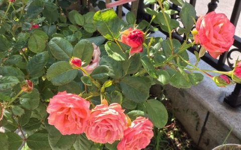 向日葵六月种植全指南：从播种到开花的实操手册