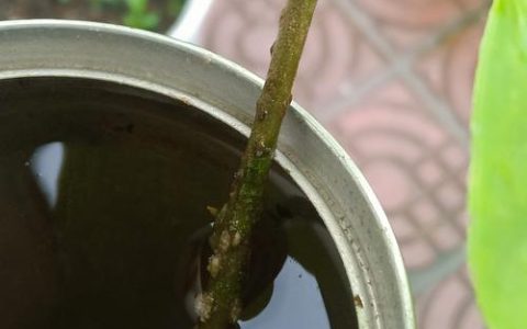 三角梅能水培生根吗？水培三角梅生根方法与养护全攻略