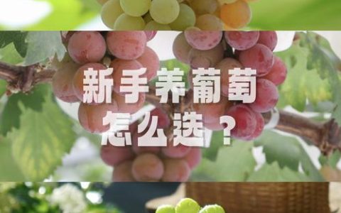 含香蜜葡萄品种介绍：香气浓郁的优质葡萄品种