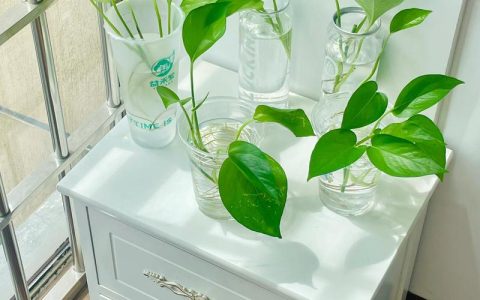 水培绿萝多久换一次水？水培植物换水频率与养护全指南