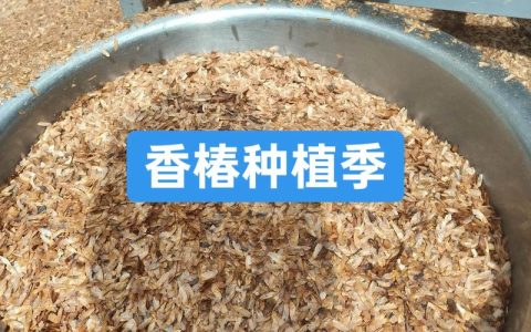 香椿种子播种时间及种植方法全攻略
