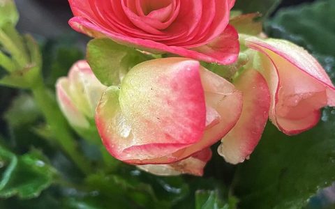 丽格海棠花后怎么修剪？促花复壮全攻略