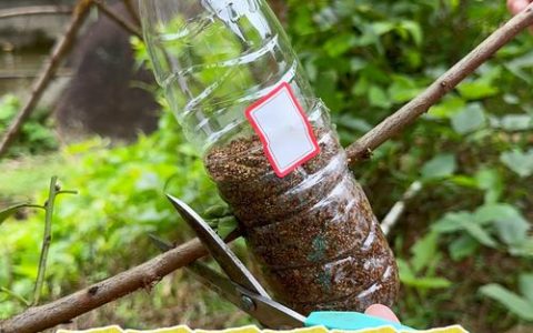 桃树能扦插成活吗？详解品种差异与繁殖技术