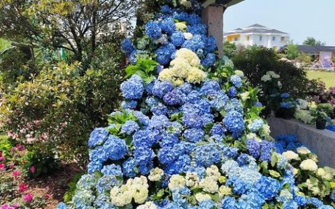 绣球花什么季节开花？从初夏到深秋的观赏全攻略