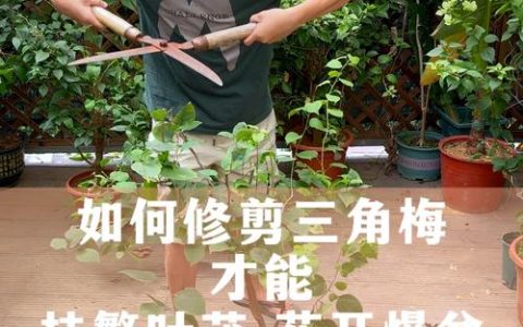 三角梅怎么剪枝开花更多？家庭养护全攻略
