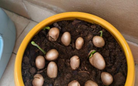 菠萝蜜种植方法：从选苗到成活的全流程实操指南