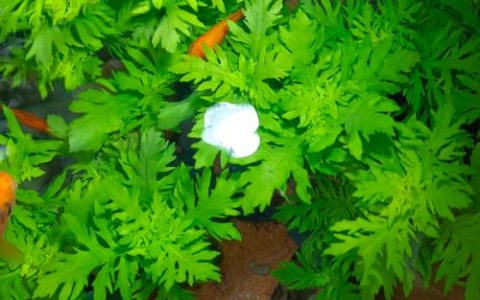 好养的水生植物清单：挺水、浮水与沉水植物的种植指南