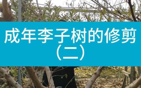 李子树修剪时间和方法全攻略：四季修剪技巧与高产秘诀
