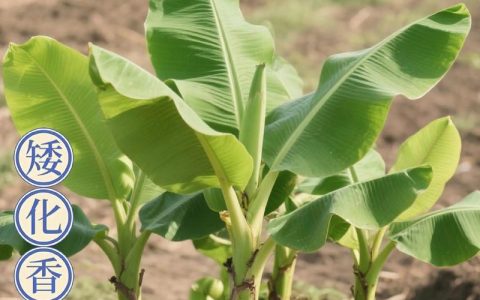 香蕉树用什么肥料最好？家庭种植全攻略：从施肥到修剪的实用指南